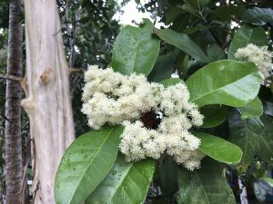 オールスパイスの花