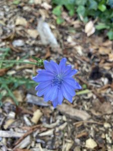 ひっそりと咲くキクニガナの花