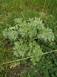 ニガヨモギ(Artemisia absinthium)