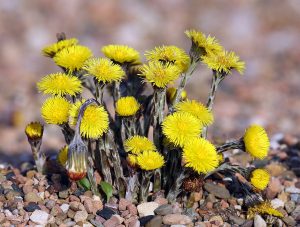 フキタンポポ(Huflattich, Tussilago farfara)